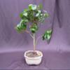Surinam Cherry Bonsai Tree view 2