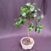 Surinam Cherry Bonsai Tree view 3
