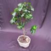 Surinam Cherry Bonsai Tree view 4