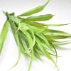 exnox Simulation Hanging Orchid Daffodil Simulation Gladioli Hanging Orchid Simulation Plant Wall Simulation Orchid Grass view 1