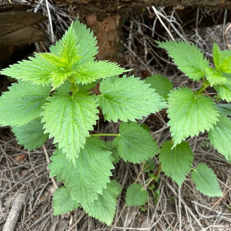 3 Stinging Nettle Plants Live Herb Bareroot for Planting, 3 Well-Rooted Plants