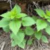 3 Stinging Nettle Plants Live Herb Bareroot for Planting, 3 Well-Rooted Plants view 1
