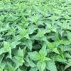 3 Stinging Nettle Plants Live Herb Bareroot for Planting, 3 Well-Rooted Plants view 2