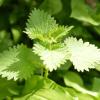3 Stinging Nettle Plants Live Herb Bareroot for Planting, 3 Well-Rooted Plants view 3