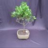 Tropical Dwarf Apple Bonsai Tree view 1