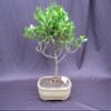 Tropical Dwarf Apple Bonsai Tree view 2