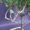Tropical Dwarf Apple Bonsai Tree view 3