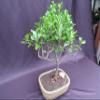 Tropical Dwarf Apple Bonsai Tree view 4