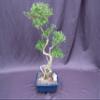 Curved Trunk Thousand Star Serissa Bonsai Tree view 1