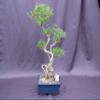 Curved Trunk Thousand Star Serissa Bonsai Tree view 2