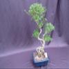 Curved Trunk Thousand Star Serissa Bonsai Tree view 3