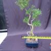 Curved Trunk Thousand Star Serissa Bonsai Tree view 4