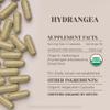 Hydrangea USDA Organic 60 Capsules | Circulatory System, High-Potency Natural Supplement | Certified Organic Vegetarian Capsules and Organic Hydrangea (Hydrangea arborescens) Dried Root (60 Capsules) view 3