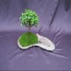 Baby Jade Bonsai Tree Planted On A Rock Slab view 1