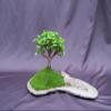 Baby Jade Bonsai Tree Planted On A Rock Slab view 2