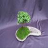 Baby Jade Bonsai Tree Planted On A Rock Slab view 3