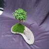 Baby Jade Bonsai Tree Planted On A Rock Slab view 4