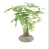 Money Tree in Lava Rock view 1