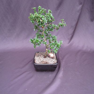 Formal Upright Fukien Tea Bonsai Tree