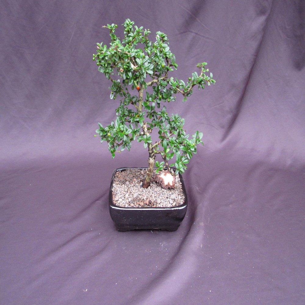Formal Upright Fukien Tea Bonsai Tree