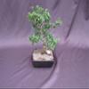 Formal Upright Fukien Tea Bonsai Tree view 1