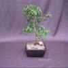 Formal Upright Fukien Tea Bonsai Tree view 2