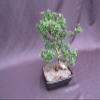 Formal Upright Fukien Tea Bonsai Tree view 3