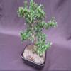 Formal Upright Fukien Tea Bonsai Tree view 4