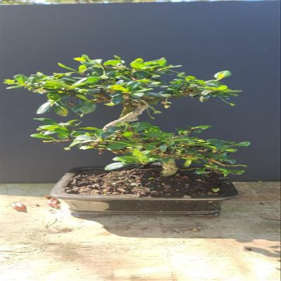 Indoorbonsaiandexotics Fukien Tea 8inch Pot Flowers White and red Berries Indoors
