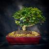 Indoorbonsaiandexotics Fukien Tea 8inch Pot Flowers White and red Berries Indoors view 2