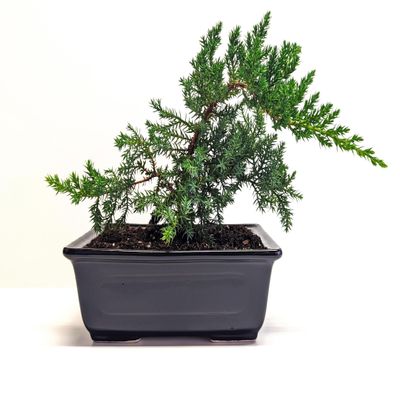 6" Juniper Bonsai Tree Live Indoor Outdoor Houseplant Real Ceramic Pot