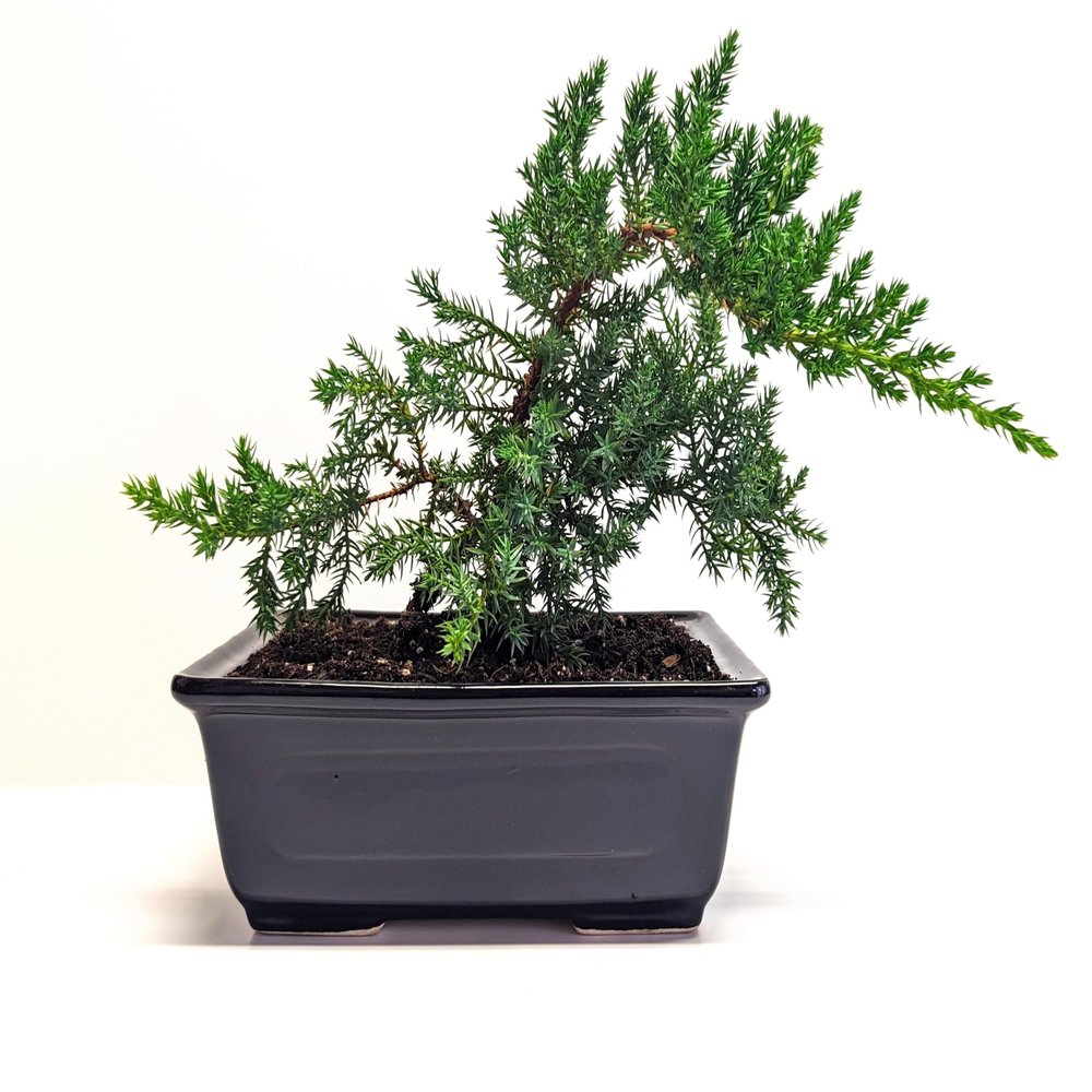 6" Juniper Bonsai Tree Live Indoor Outdoor Houseplant Real Ceramic Pot