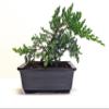 6" Juniper Bonsai Tree Live Indoor Outdoor Houseplant Real Ceramic Pot view 1