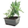 6" Juniper Bonsai Tree Live Indoor Outdoor Houseplant Real Ceramic Pot view 2