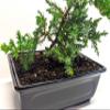6" Juniper Bonsai Tree Live Indoor Outdoor Houseplant Real Ceramic Pot view 3