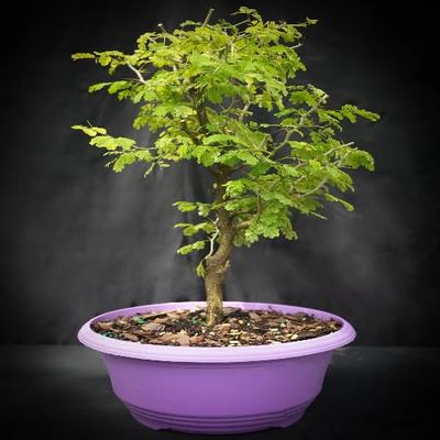 Indoorbonsaiandexotics Pre Brazilian Raintree in traing 9 inch Pot. Just Needs a pt