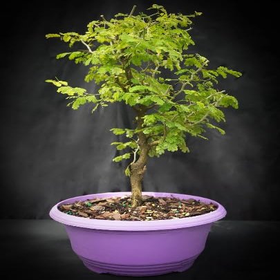 Indoorbonsaiandexotics Pre Brazilian Raintree in traing 9 inch Pot. Just Needs a pt