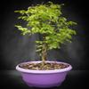 Indoorbonsaiandexotics Pre Brazilian Raintree in traing 9 inch Pot. Just Needs a pt view 1
