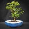Indoorbonsaiandexotics Pre Brazilian Raintree in traing 9 inch Pot. Just Needs a pt view 2