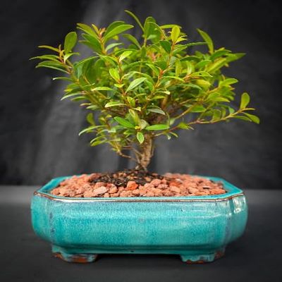 Indoorbonsaiandexotics Small bruch Cherry Bonsai Tree for Indoors. Low Light, Low Care. 6inch Pot Detailed Growing Information in Box Call us When Arrives to go Over Care and Any concerns.