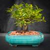 Indoorbonsaiandexotics Small bruch Cherry Bonsai Tree for Indoors. Low Light, Low Care. 6inch Pot Detailed Growing Information in Box Call us When Arrives to go Over Care and Any concerns. view 1