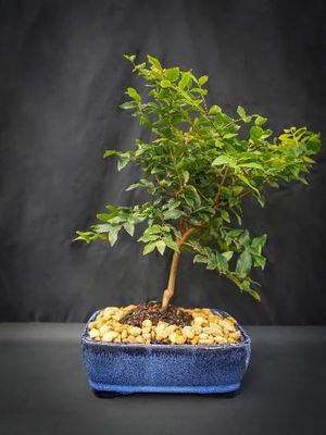Indoorbonsaiandexotics New offering Jaboticaba 8 inch Pot Flowers White. Indoors