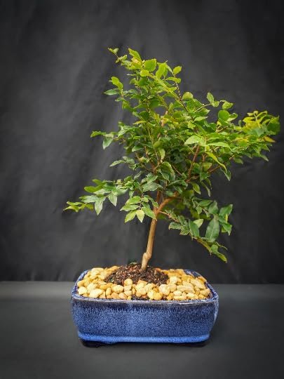 Indoorbonsaiandexotics New offering Jaboticaba 8 inch Pot Flowers White. Indoors