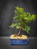 Indoorbonsaiandexotics New offering Jaboticaba 8 inch Pot Flowers White. Indoors view 1
