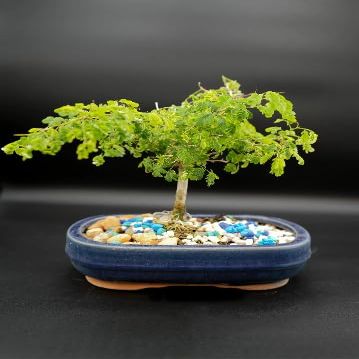 iNDOORBONSAIANDEXOTICS Dwarf Rare Brazilian RAINTREE in 6INCH Pot. Amazing RAINTREE. Perfect for Indoors