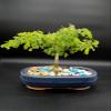 iNDOORBONSAIANDEXOTICS Dwarf Rare Brazilian RAINTREE in 6INCH Pot. Amazing RAINTREE. Perfect for Indoors view 1