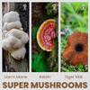 AZ BIOTECH Super Mushrooms Extract, 3 Mushrooms, Lions Mane Mushroom, Reishi Mushroom, Tiger Milk Mushroom,Immune Support Supplement view 2