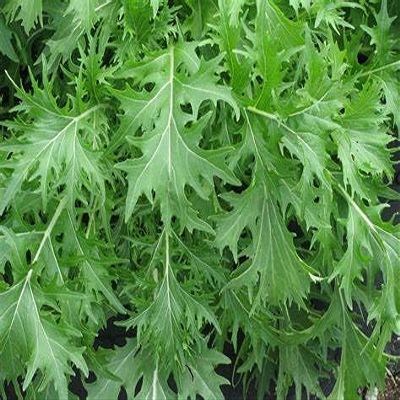 2000 Mizuna Mustard Seeds for Planting Heirloom Non GMO 4+ Grams Garden Vegetable Bulk Survival Microgreems Mustard Sprouts