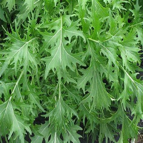 2000 Mizuna Mustard Seeds for Planting Heirloom Non GMO 4+ Grams Garden Vegetable Bulk Survival Microgreems Mustard Sprouts