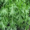 2000 Mizuna Mustard Seeds for Planting Heirloom Non GMO 4+ Grams Garden Vegetable Bulk Survival Microgreems Mustard Sprouts view 1